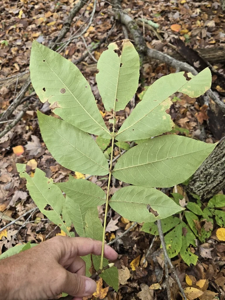Carya Tomentosa