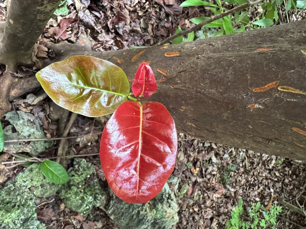 Coccoloba Diversifolia
