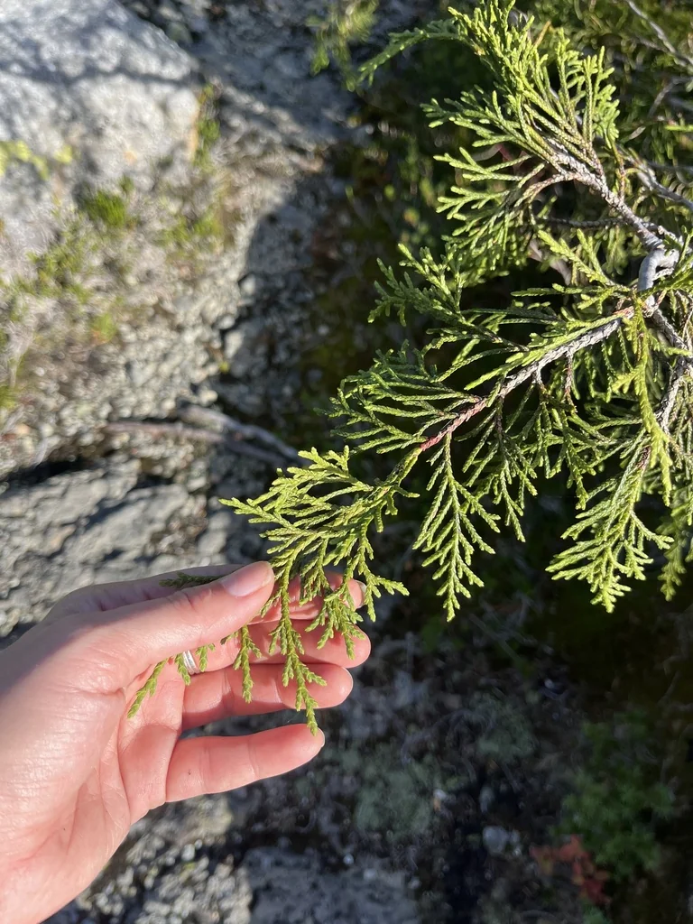 Callitropsis Nootkatensis