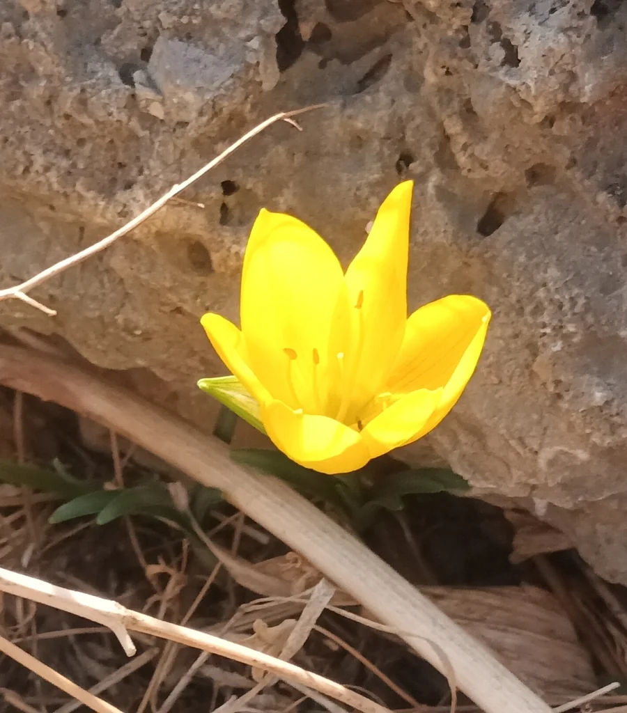 Sternbergia lutea