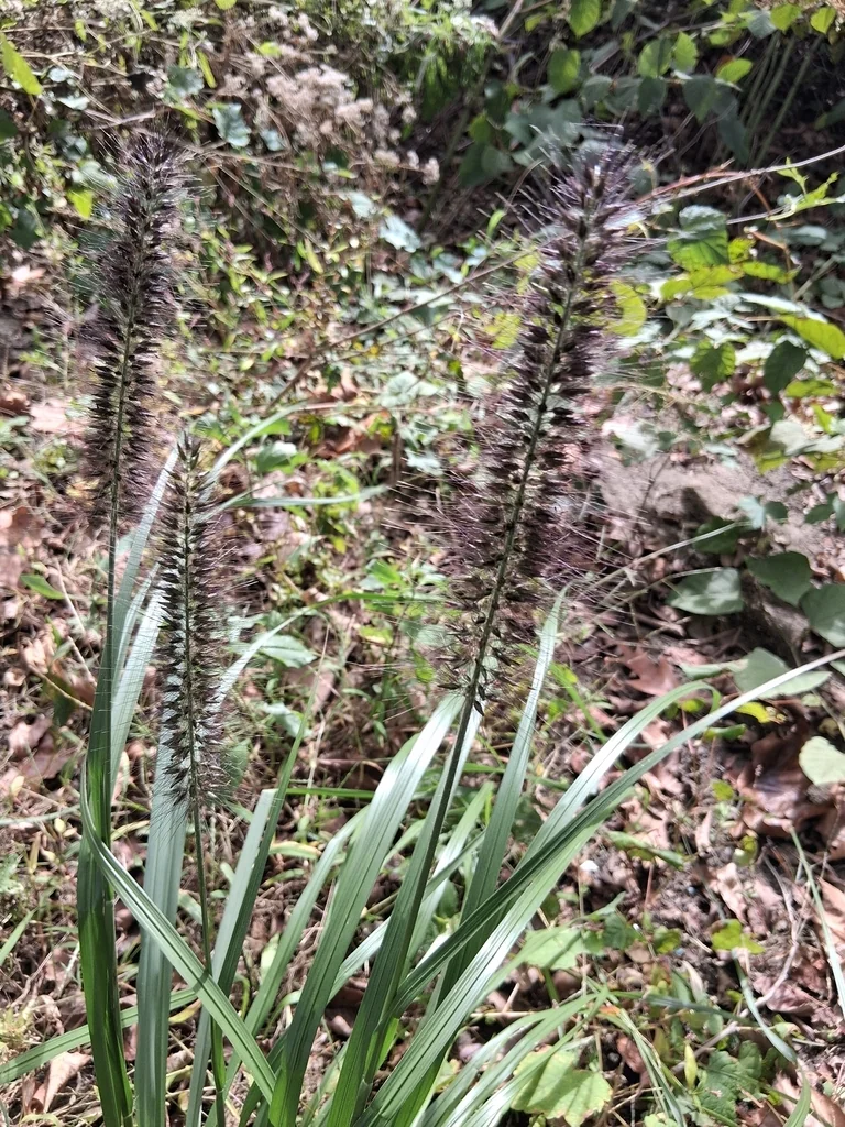 Pennisetum alopecuroides
