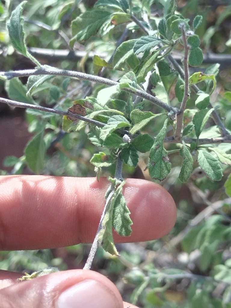 Cordia Parvifolia