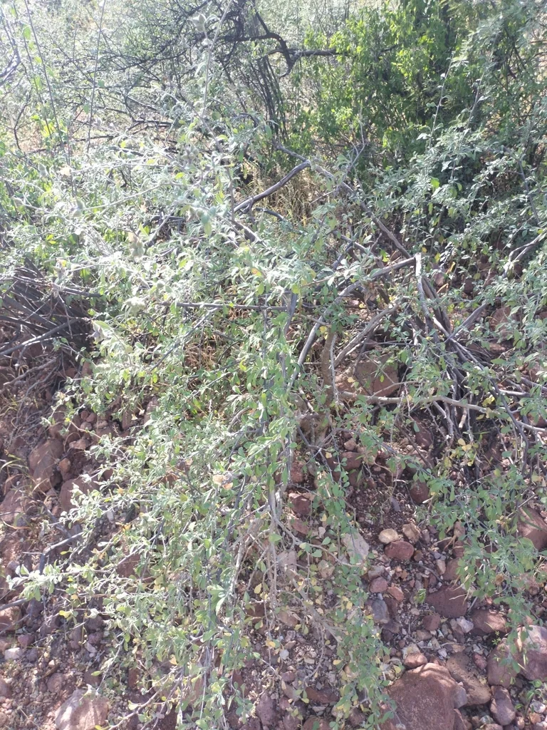 Cordia Parvifolia
