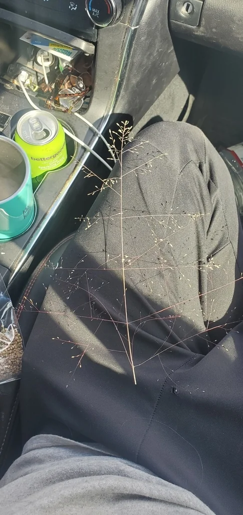 Eragrostis Intermedia