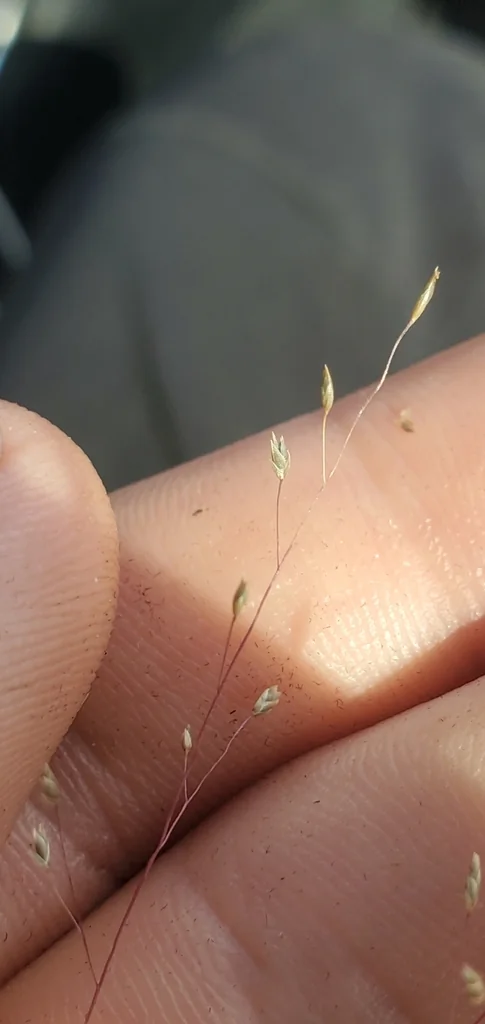 Eragrostis Intermedia