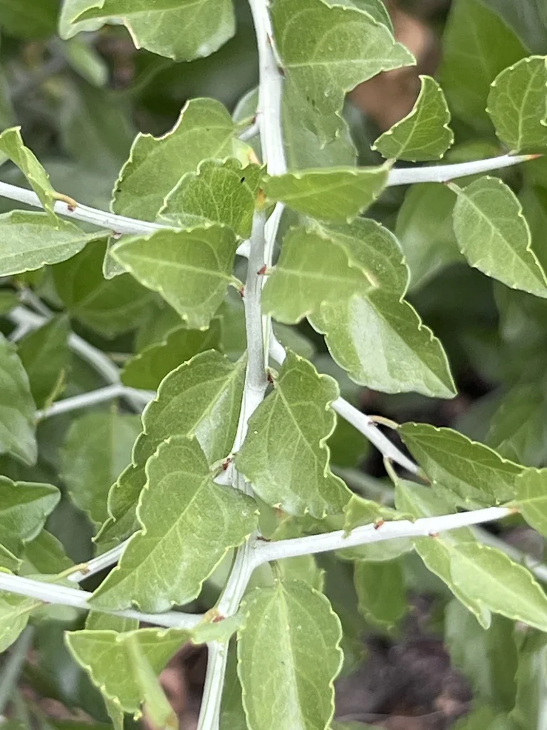 Ziziphus Obtusifolia
