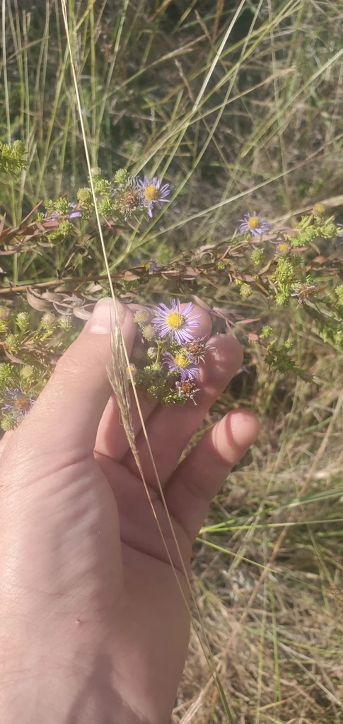 Symphyotrichum Oblongifolium