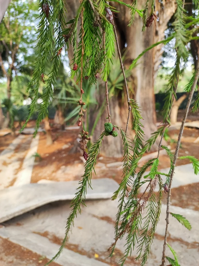 Taxodium Mucronatum