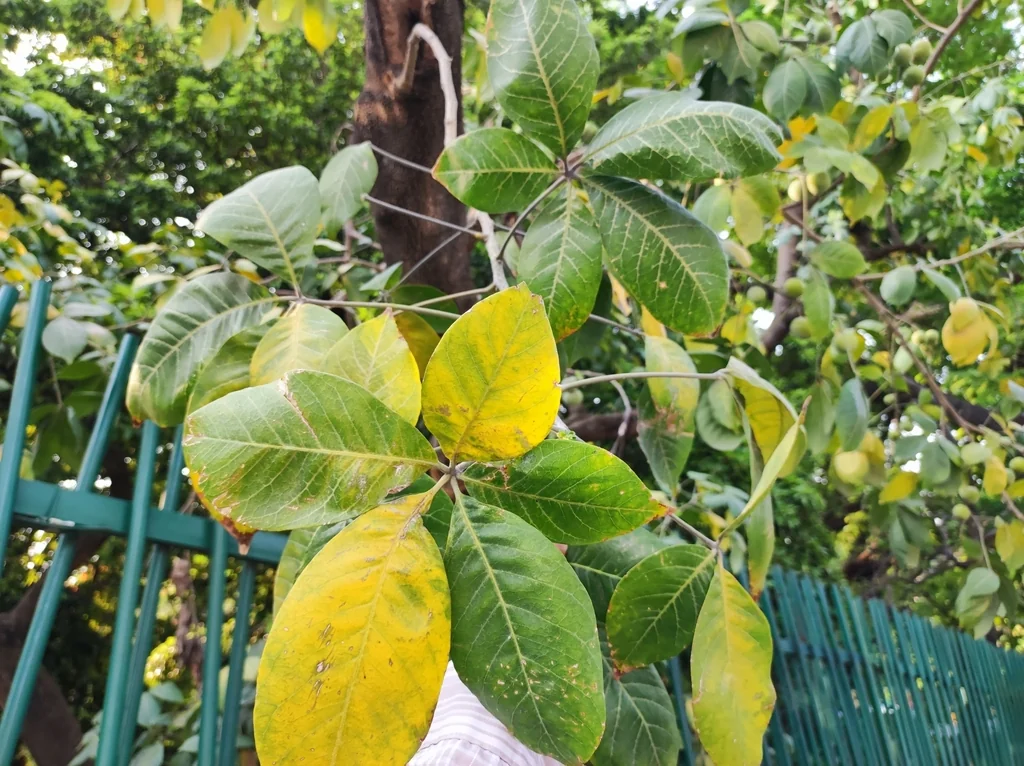 Casimiroa Edulis