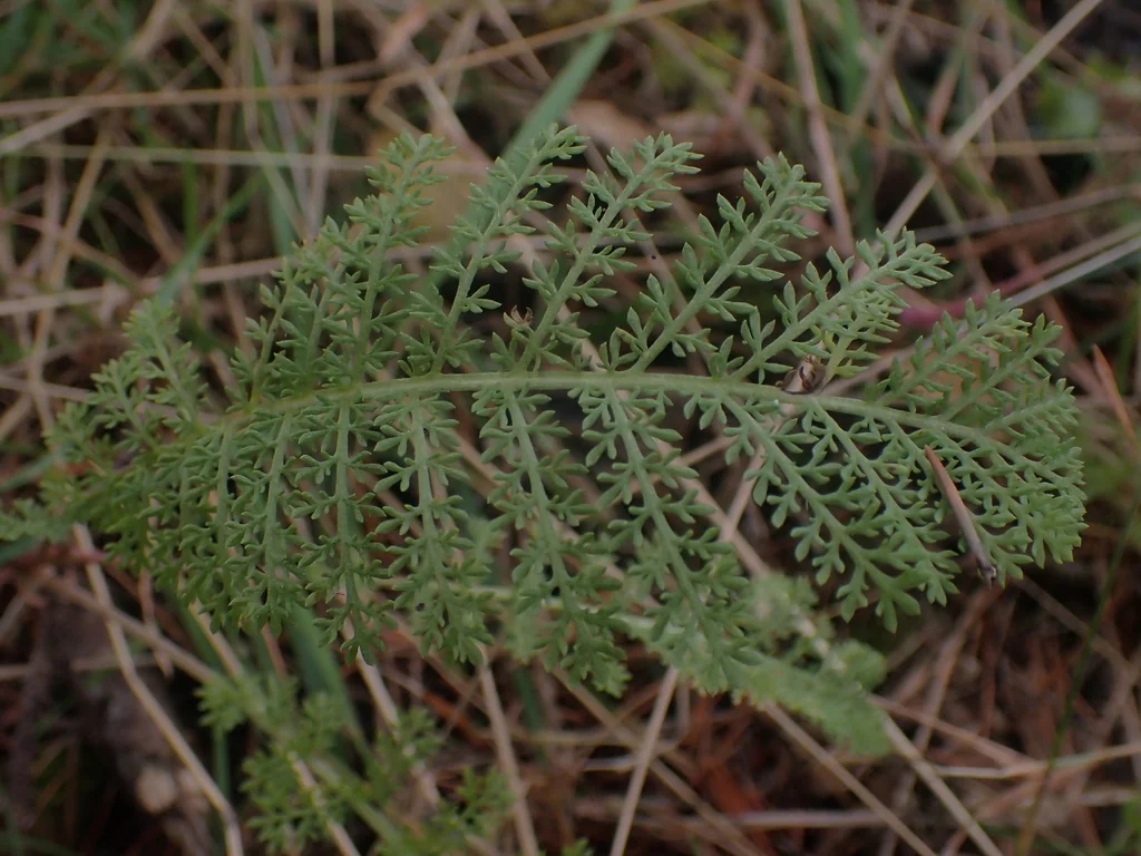 Tanacetum Camphoratum