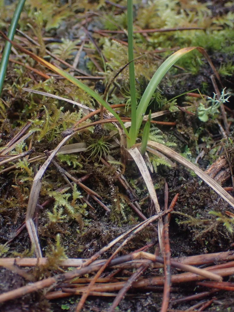 Carex Pansa