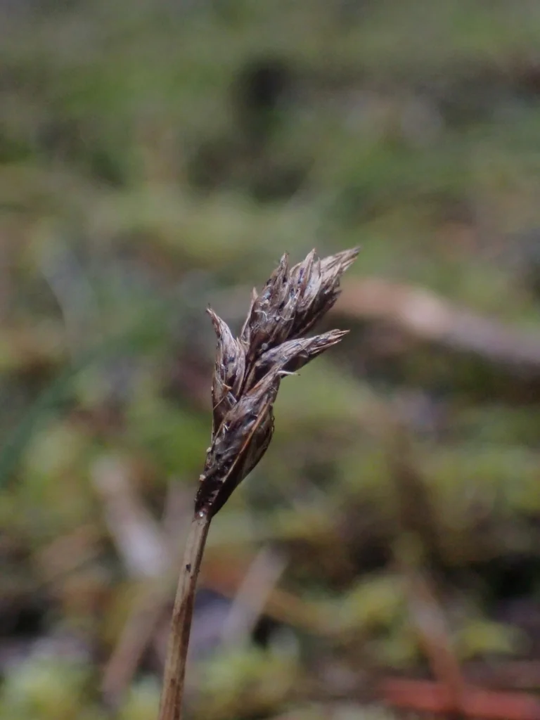 Carex Pansa