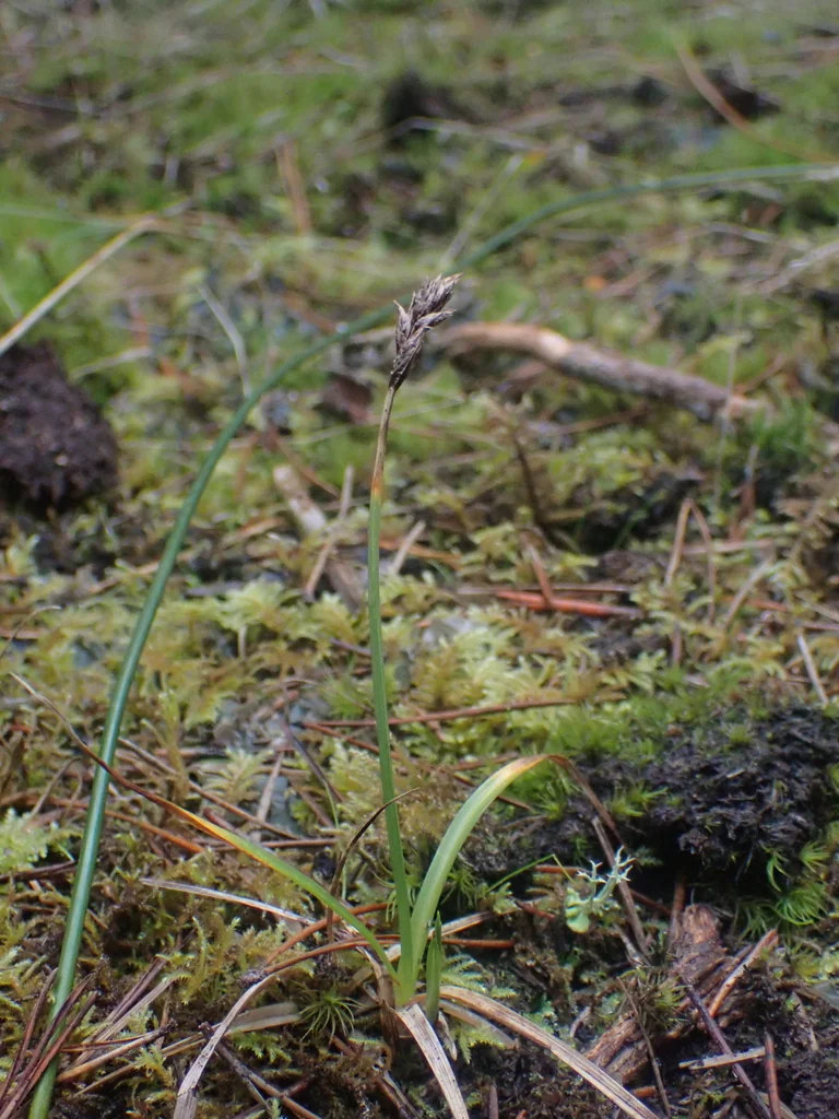 Carex Pansa