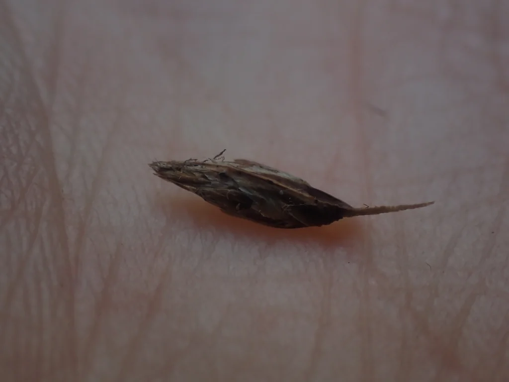 Carex Pansa
