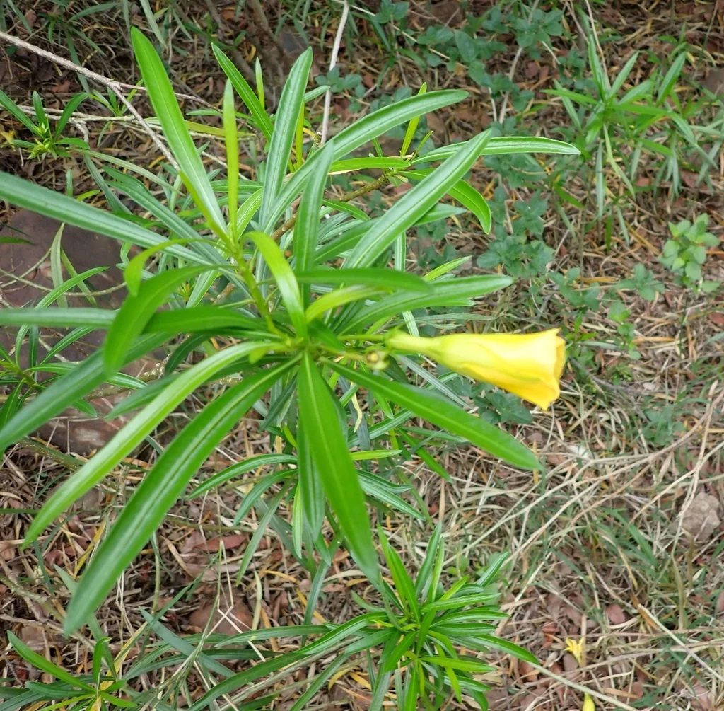 Thevetia Peruviana