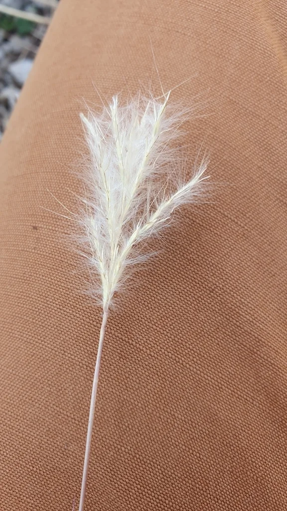 Bothriochloa Barbinodis