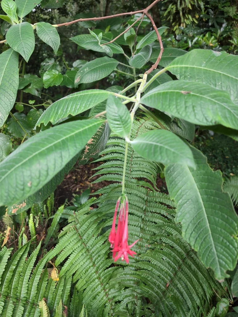 Fuchsia Boliviana