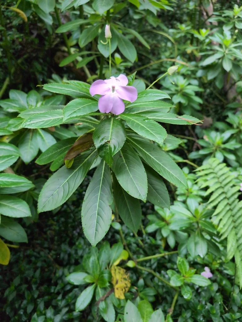 Impatiens Sodenii