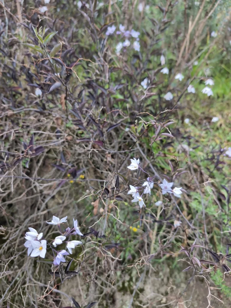 Solanum Laxum