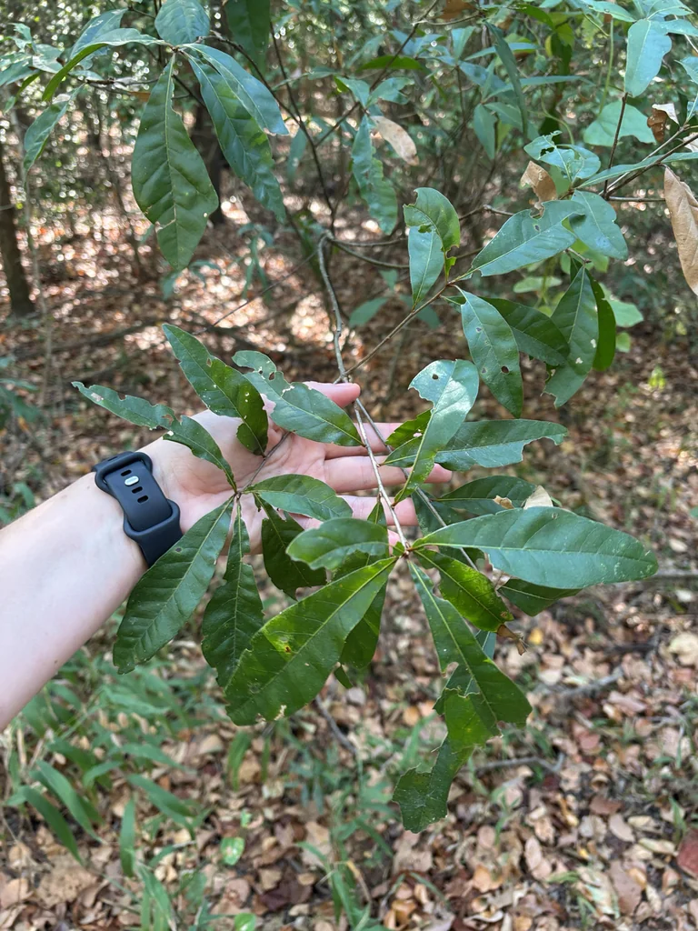 Quercus laurifolia