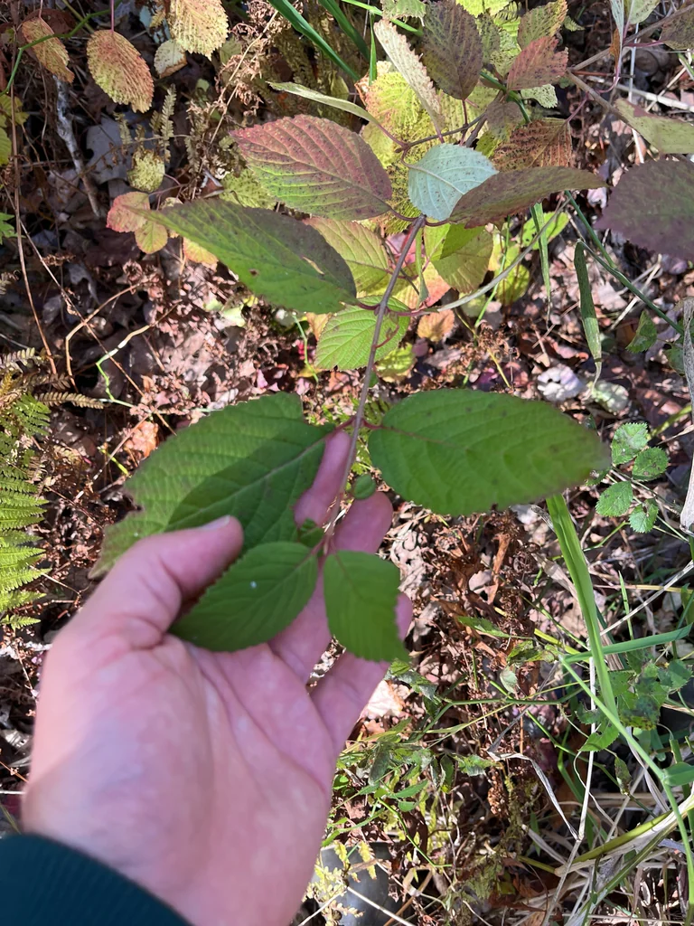 Viburnum Plicatum