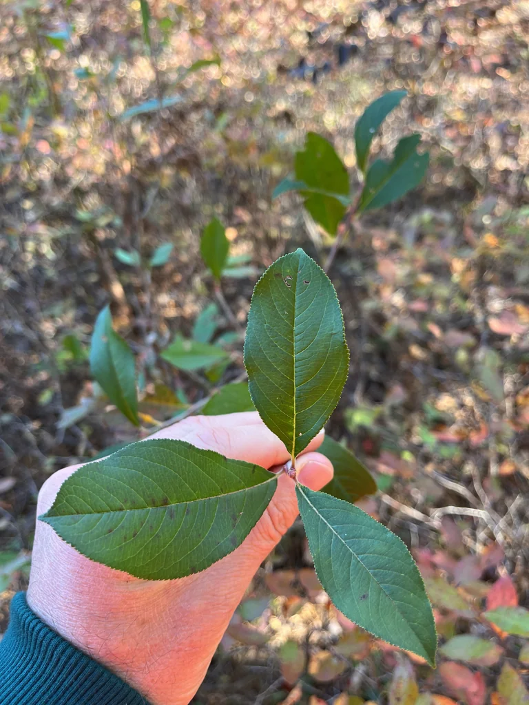 Aronia melanocarpa