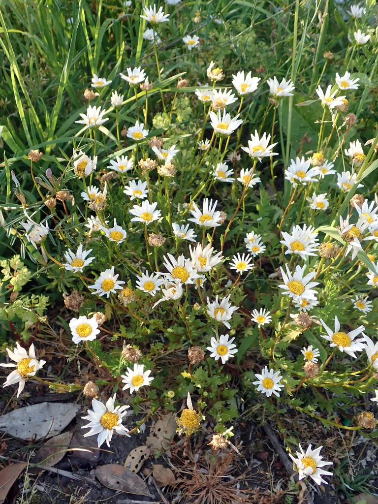 Chrysanthemum Paludosum
