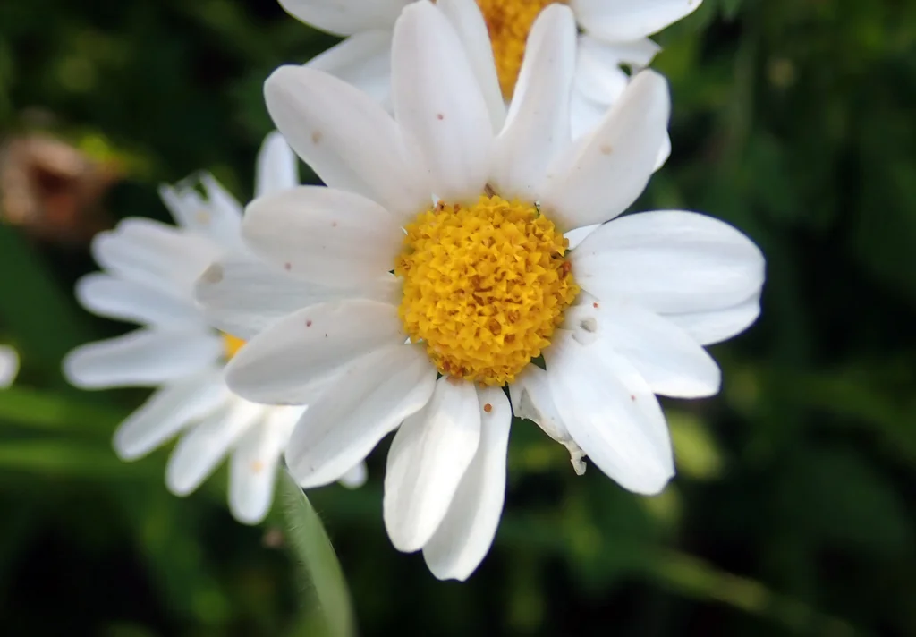 Chrysanthemum Paludosum