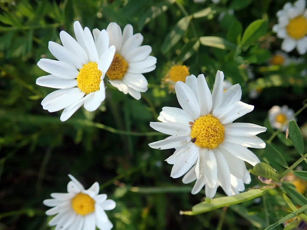 Chrysanthemum Paludosum