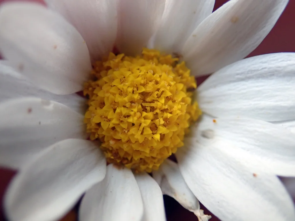 Chrysanthemum Paludosum
