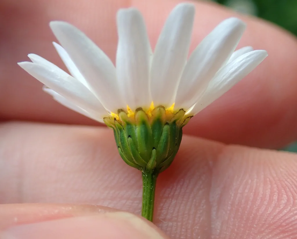 Chrysanthemum Paludosum