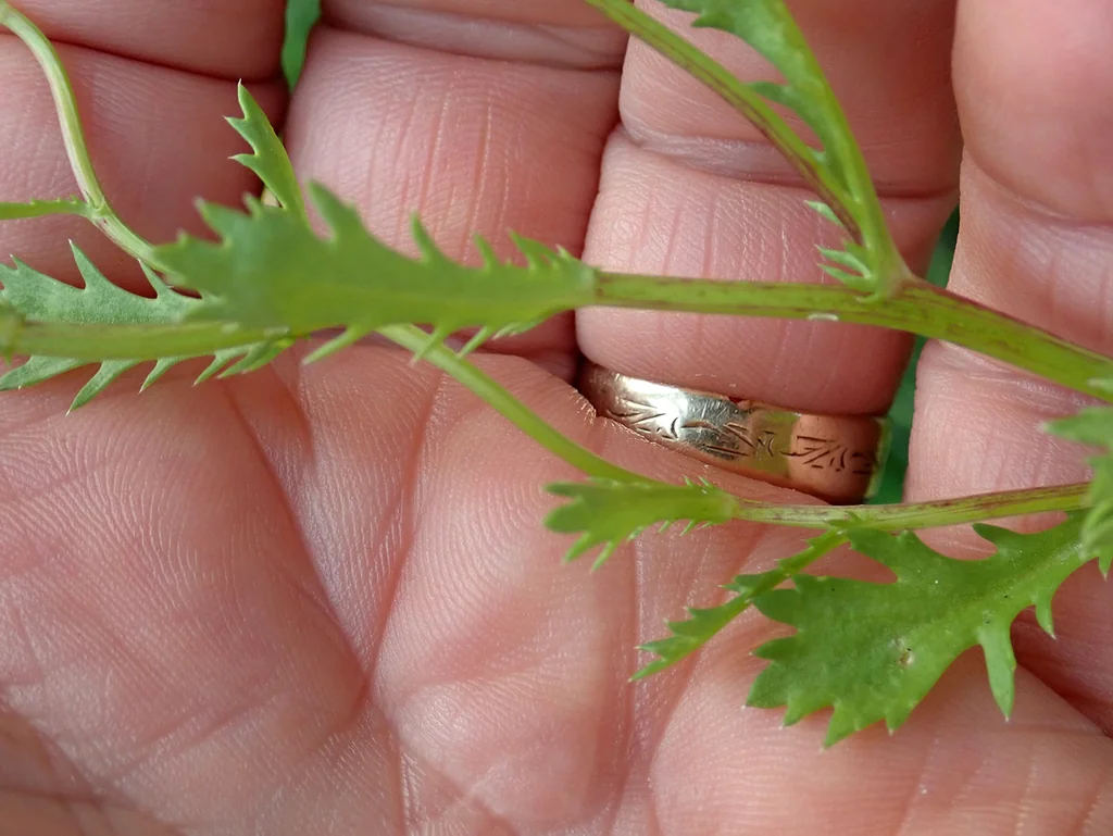 Chrysanthemum Paludosum