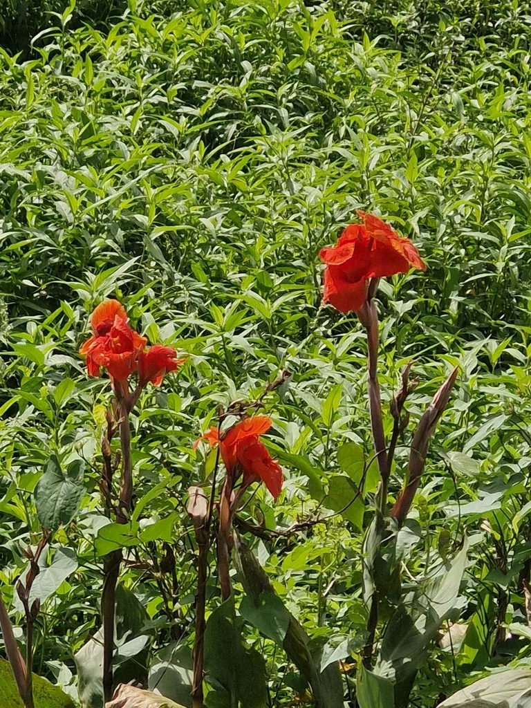 Canna generalis