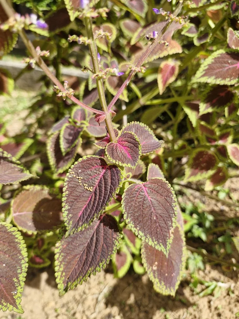 Coleus scutellarioides