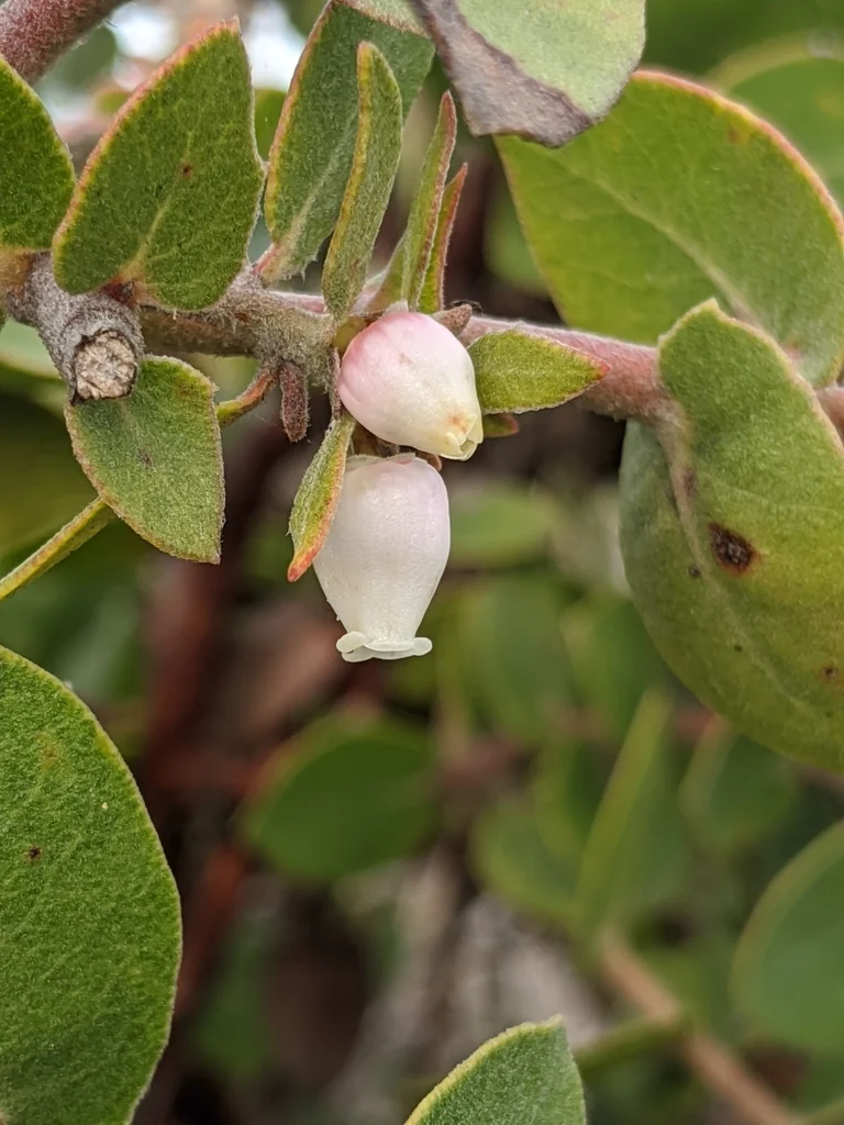 Arctostaphylos Cruzensis
