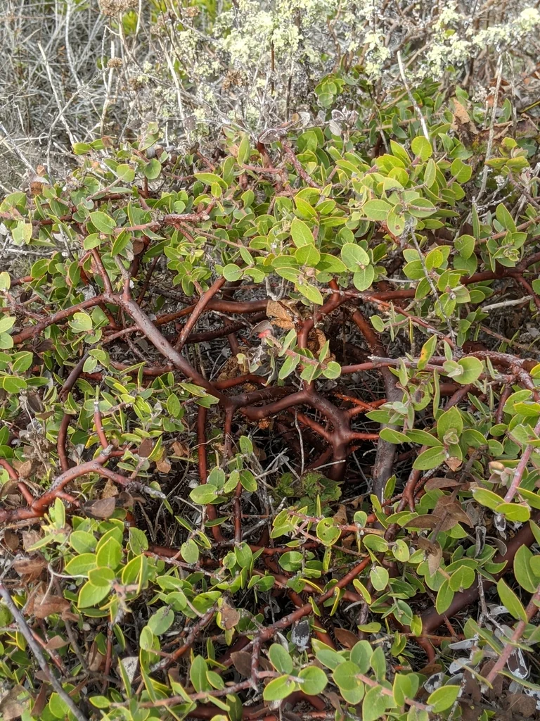 Arctostaphylos Cruzensis
