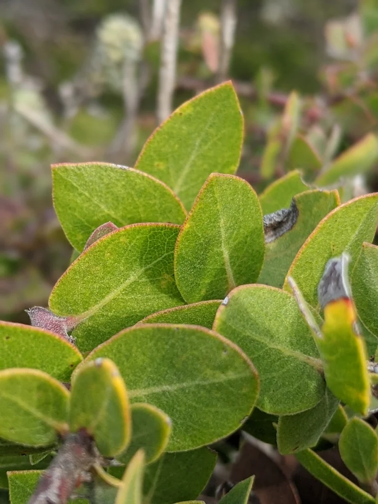Arctostaphylos Cruzensis