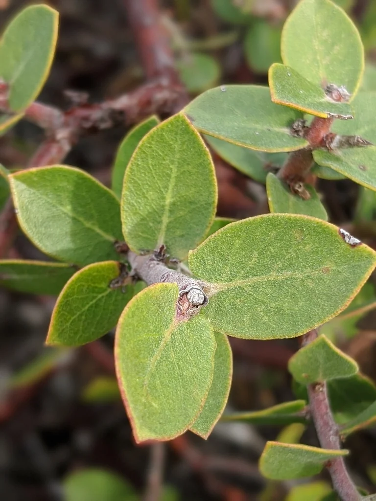 Arctostaphylos Cruzensis