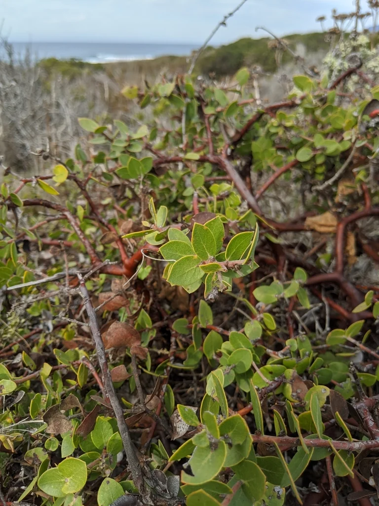 Arctostaphylos Cruzensis