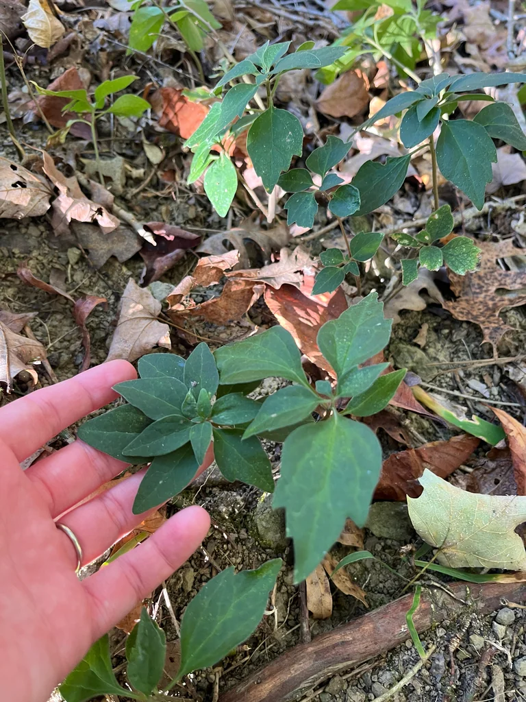 Pachysandra Procumbens