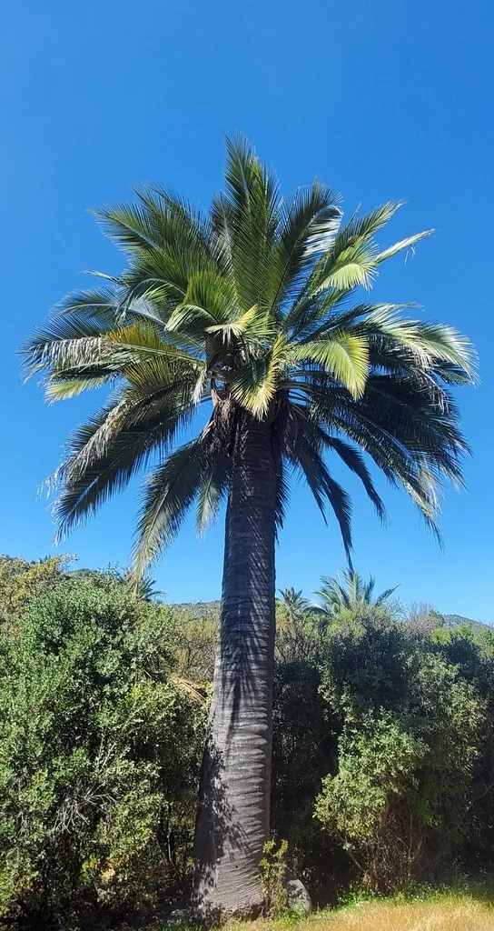 Jubaea Chilensis