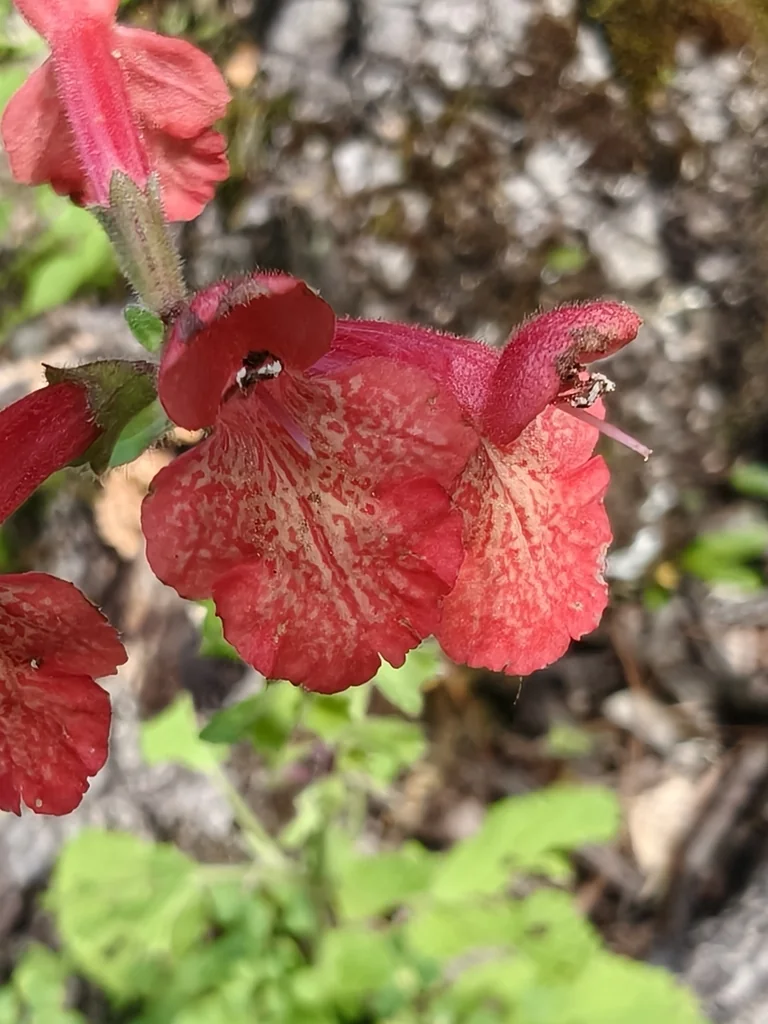 Stachys Coccinea