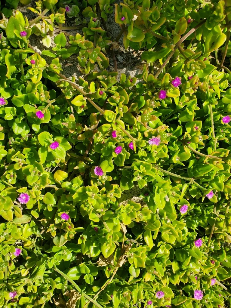 Aptenia cordifolia