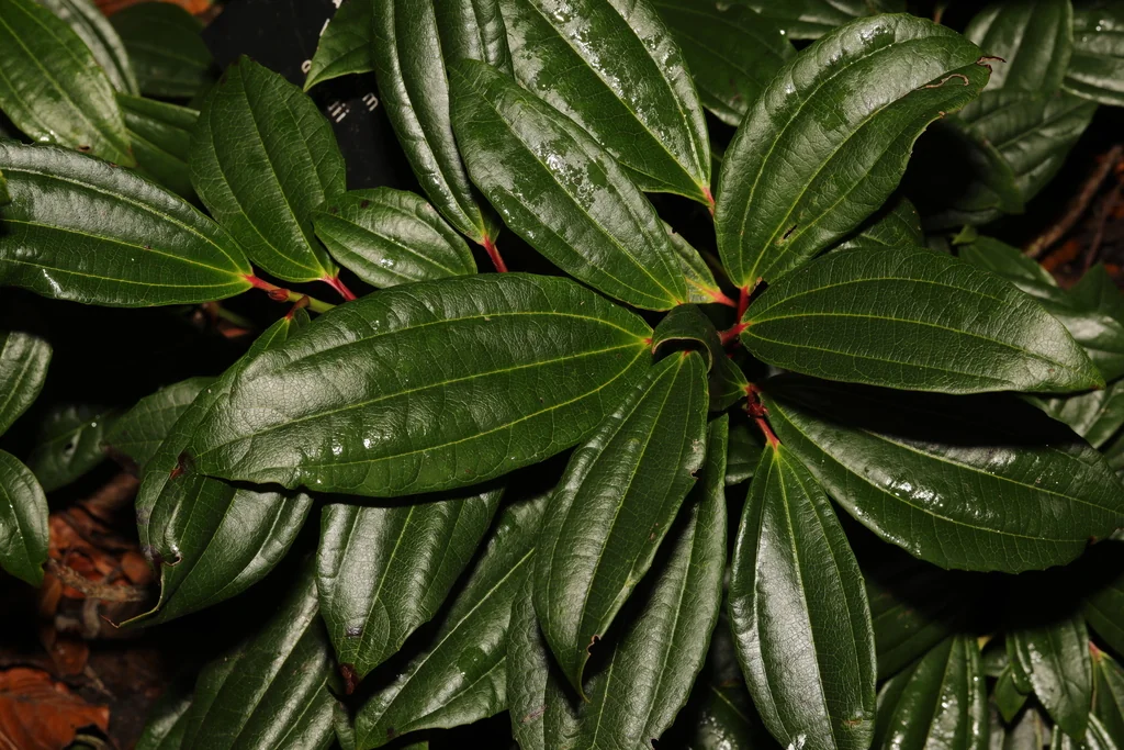 Viburnum Davidii