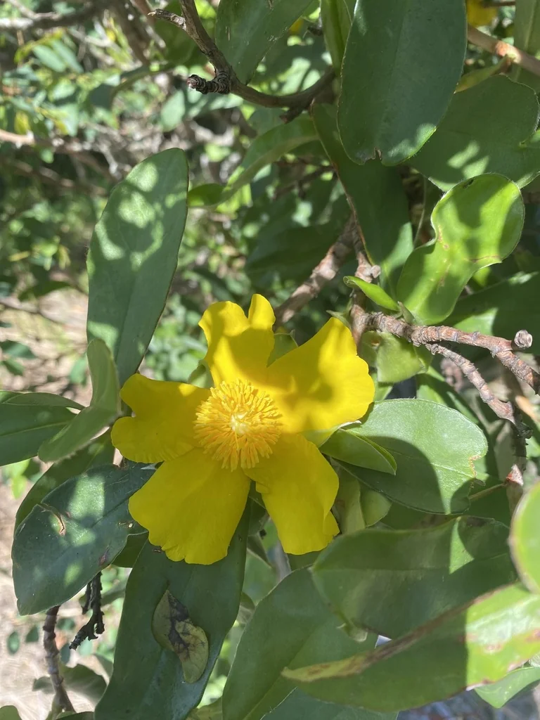 Hibbertia Scandens