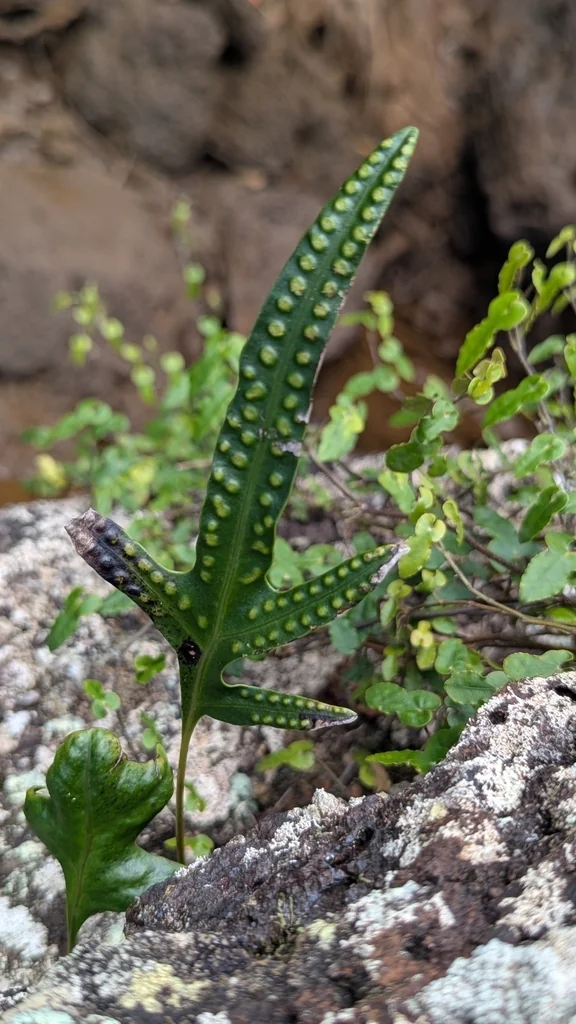 Polypodium Scolopendria