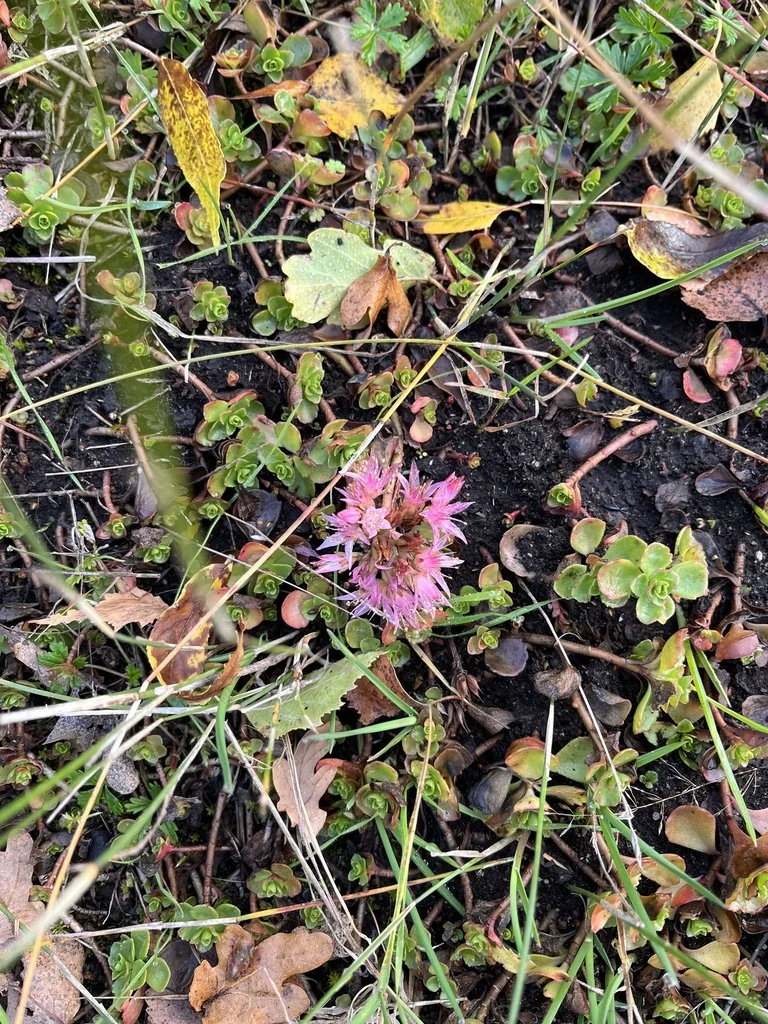 Sedum spurium
