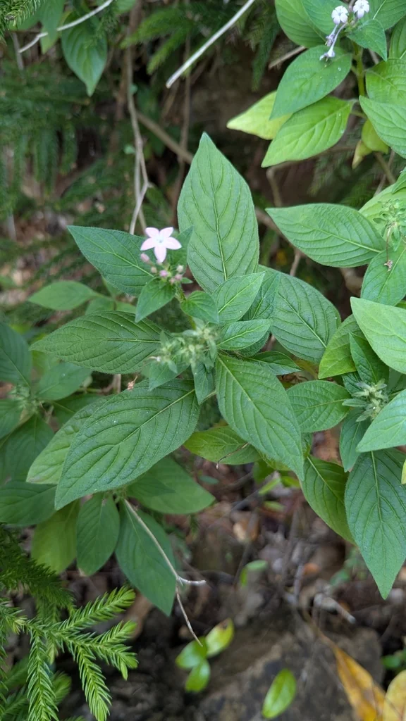 Pentas lanceolata