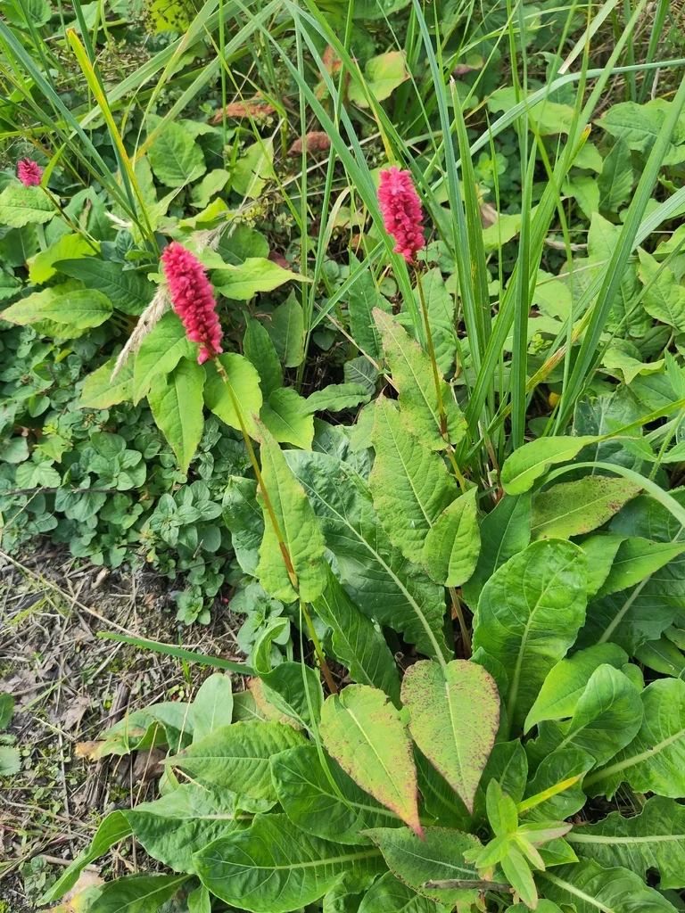 Persicaria amplexicaulis