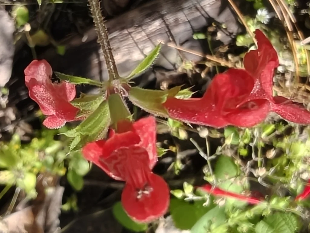 Stachys Coccinea